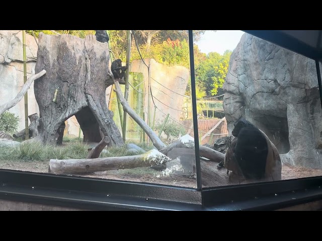 Bonobos @ San Diego Zoo