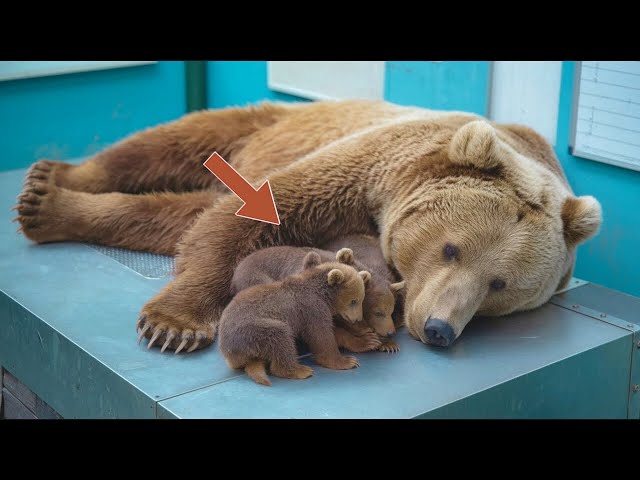 A Bear Gave Birth to 5 Cubs Then the Vet Didn't Believe What He Saw Come Out!