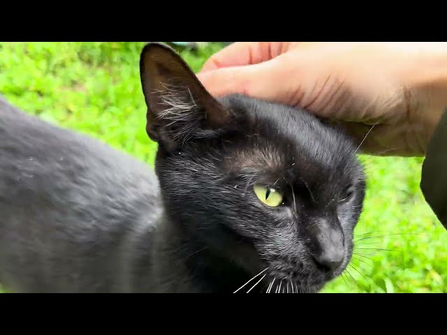 Cute and playful black kittens / Street kittens