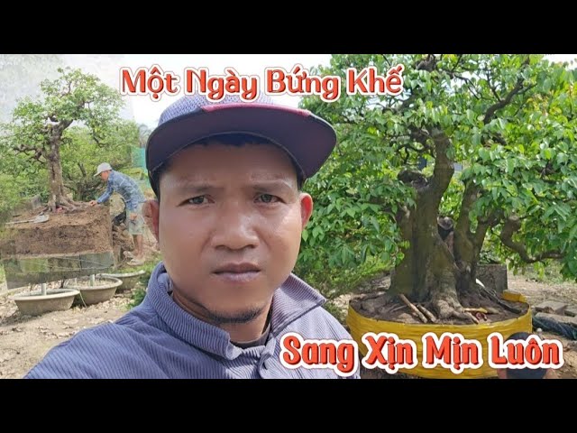 Một Ngày Bứng Những Em Khế Chua Ngọt Sang Xịn Mịn