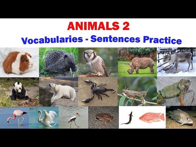 ANIMALS 2 | Vocabularies and Sentences Practice