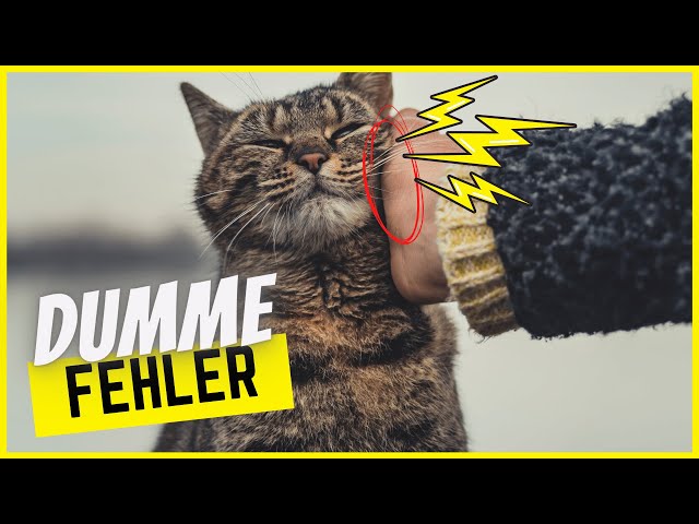 Top 10 dumme Fehler im Umgang mit deiner Katze 🌩