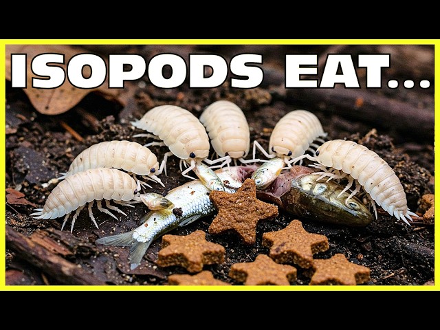 Isopods Eat Minnow And Cat Treats! Isopod House Terrarium 4K Timelapse