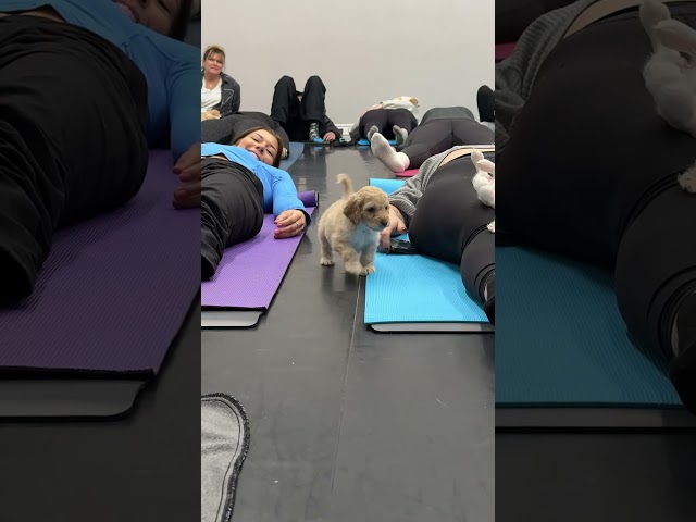 One puppy nailed the chill vibes, the other’s running laps—classic yoga moods! Which one are you?