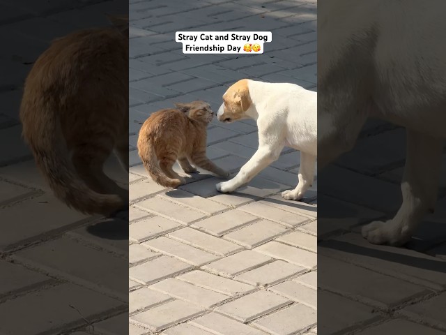 Adopted Stray Cat Dog Friendship day 🥰😘 #shorts #dog #cat