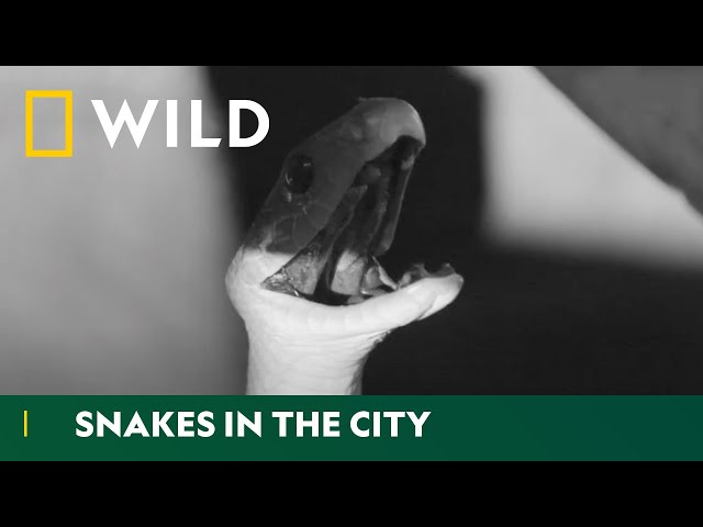 A Black Mamba Death Trap | Snakes In The City | National Geographic WILD UK