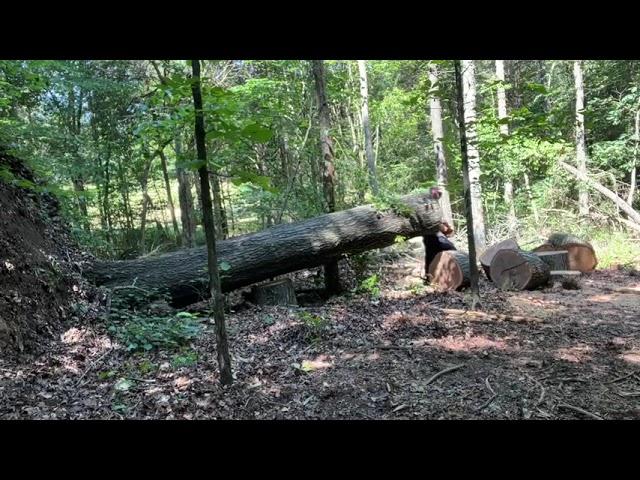 Cutting Firewood #firewood