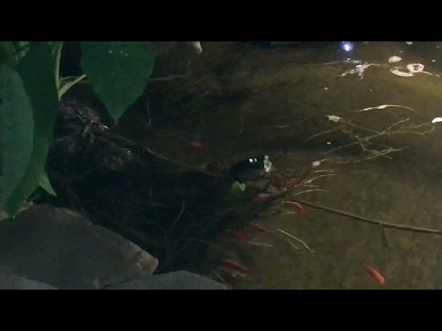 Close Up of the Frog in the Pond