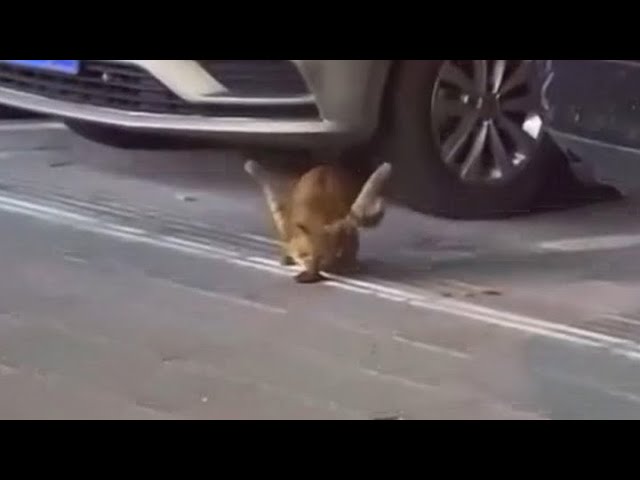 Disabled Stray Cat Holding Its Forelimbs High, Just Trying To Survive