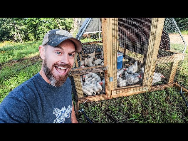 Raising 12 Months of MEAT CHICKENS {START to FINISH}