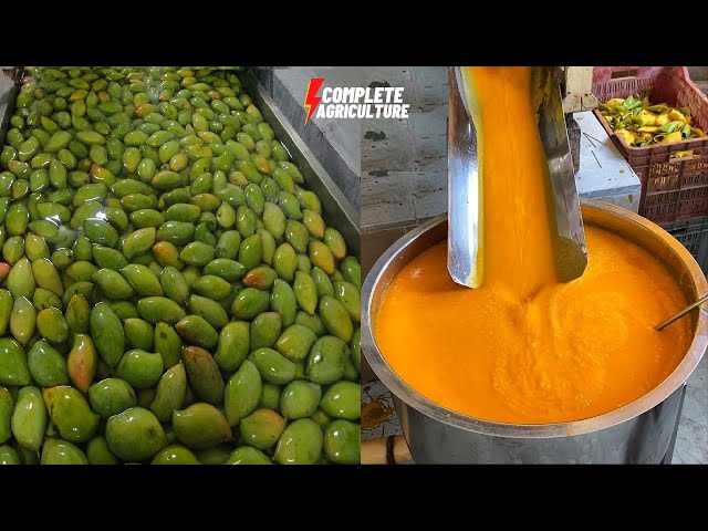 Mango Pulp Processing in Mango Factory From Harvesting Mango to Amazing Mango Pulp Technology #mango