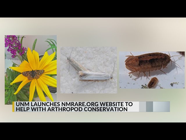 UNM launches website focusing on Arthropod conservation