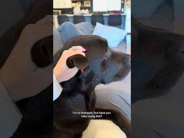 How to solve all your problems: #labradoretriever #funnydog #puppy #cutedog #dogvideos