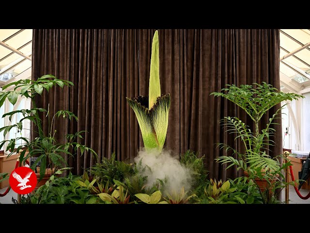 Live: Sydney's Corpse Flower blossoms for first time in 15 years at Botanic Gardens