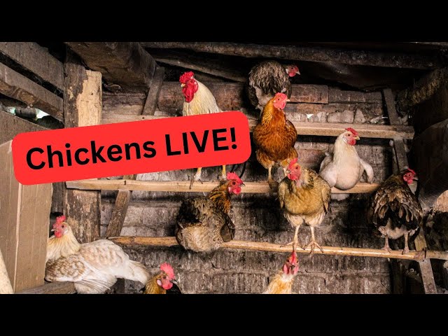 Chicken Coop Live with MY Alabama Farm Life! 2/13/25 Nighttime.