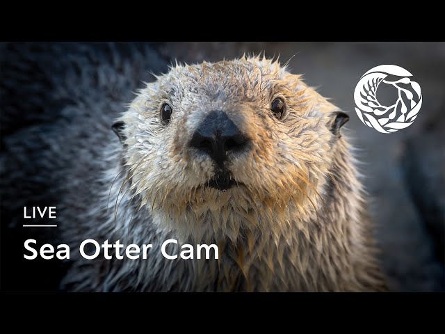 Live Sea Otter Cam - Monterey Bay Aquarium