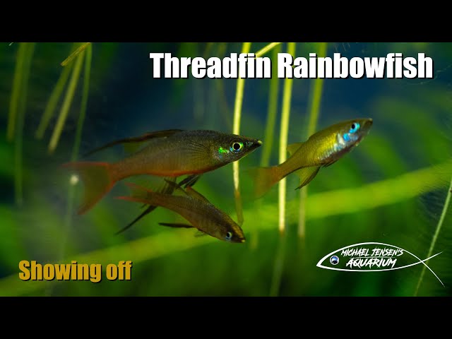 Threadfin Rainbowfish - Iriatherina werneri