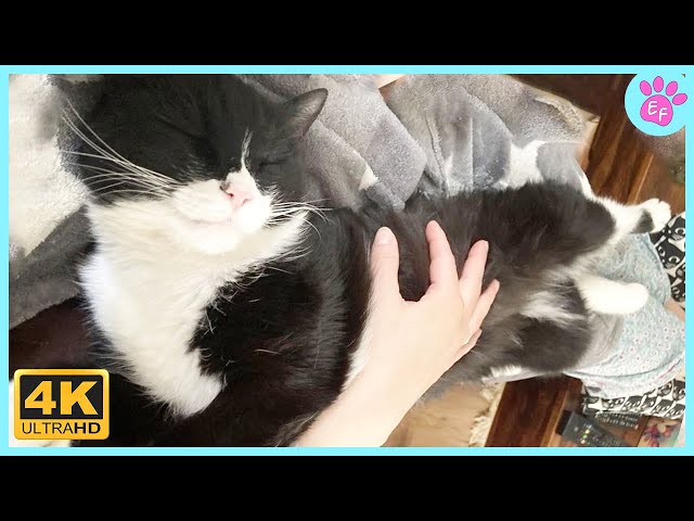 Sweetest CATS And Owner Moments ❤️ Cute Cat Show Love To Owner