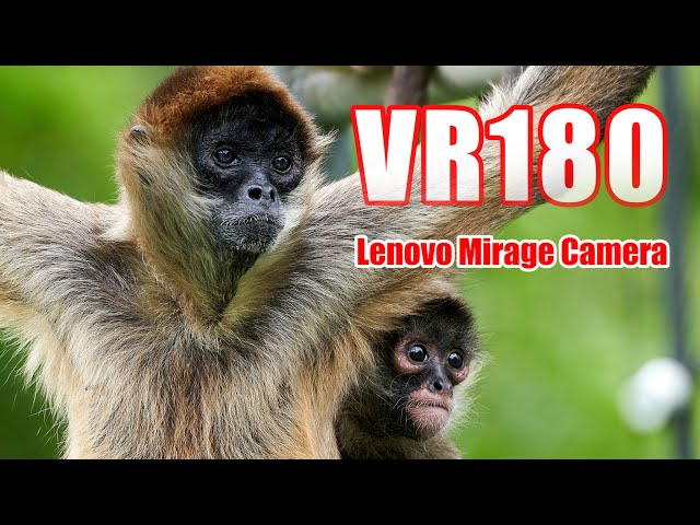 [VR180]日本モンキーセンター  VR [Mirage Solo Camera]