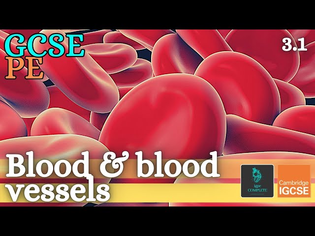 GCSE PE - COMPONENTS OF BLOOD - Anatomy and Physiology (Cardiovascular System - 3.1)