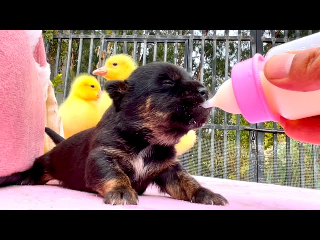 Amazing! The goose 🪿 is caring for the dog 🐶—so heartwarming! ❤️😁👍