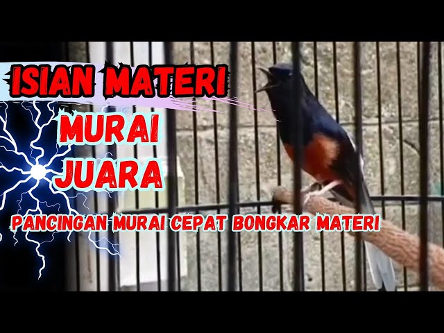 LANSGUNG JUARA !! PANCINGAN MURAI BATU GACOR BONGKAR MATERI JADIKAN MURAI MALAS BUNYI JADI GACOR