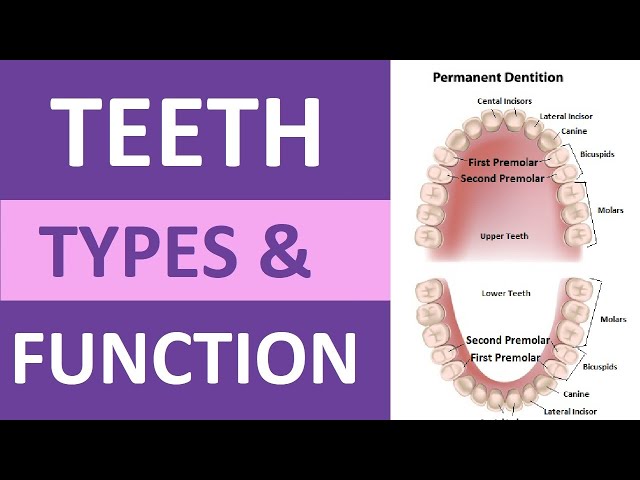 Types of Teeth and Their Functions: Incisors, Cuspids, Bicuspids, Molars | Teeth Anatomy