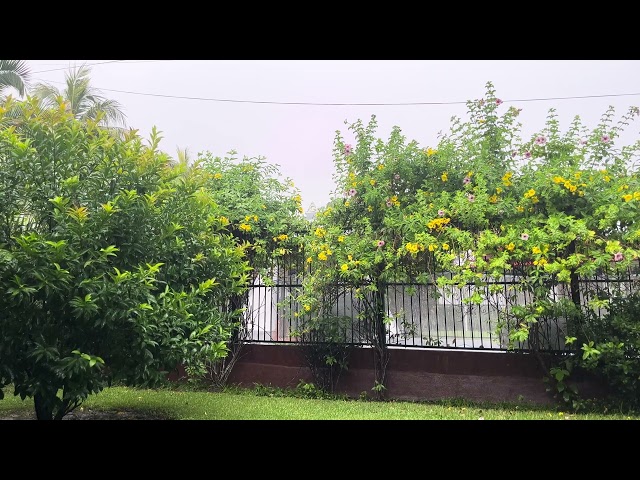 Strong Afternoon Rain in the Barrio Garden 🇳🇮 Leon Nicaragua