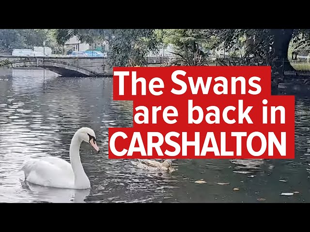 The Swans are Back in Carshalton