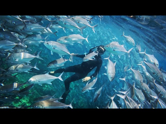 Freediving with a school of jack fish