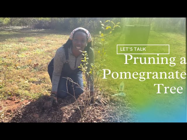 Pruning a Pomegranate Tree | Orchard Maintenance |