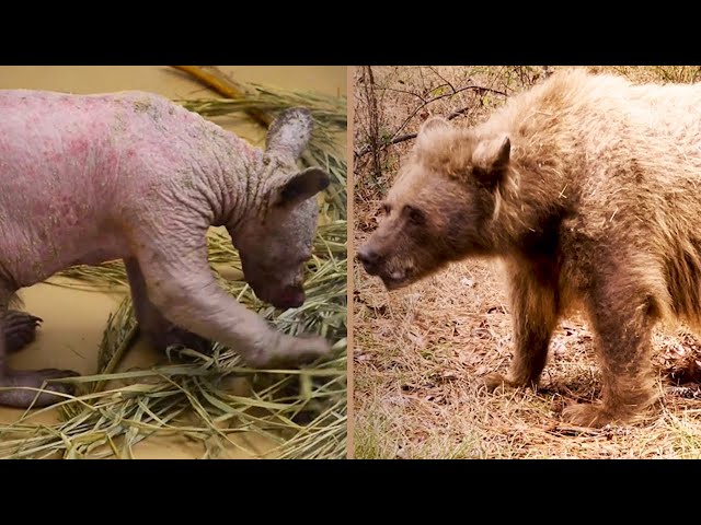 You won't believe this is the same bear