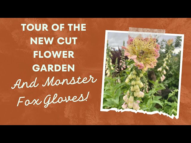 New cut flower farm tour with monster foxglove seedlings.   Australian cut flower garden - Year 1.