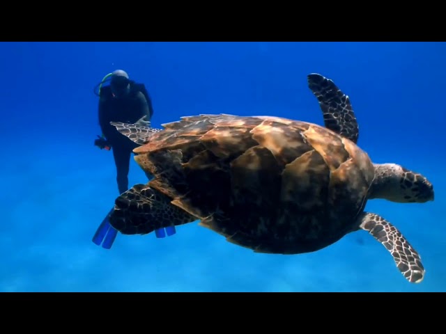 4K. Harmony with nature-Fantastic! Undersea world Marine life, 741 hz. Tibetan bells.PART 1