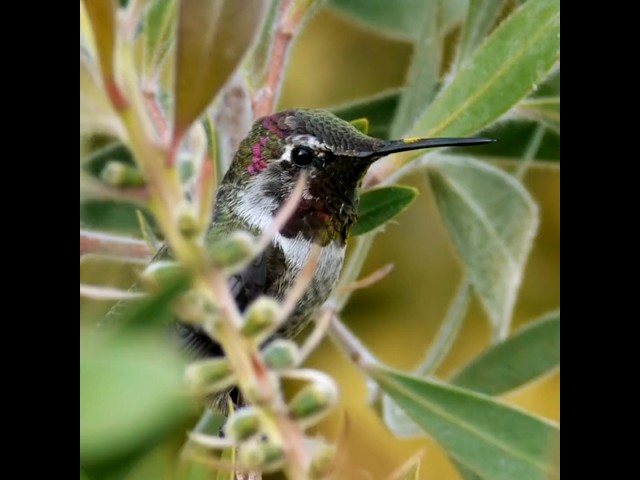 Hummingbirds And Torpor