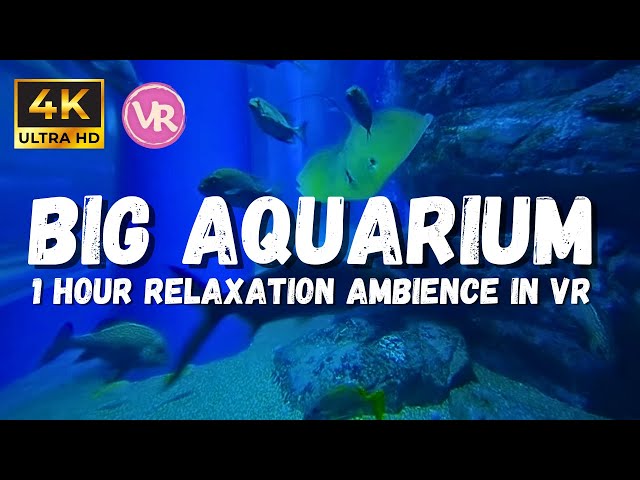 Underwater Ambience ASMR: Dive Into The Mesmerizing World Of A Stunning 4k 180 3d Vr Aquarium