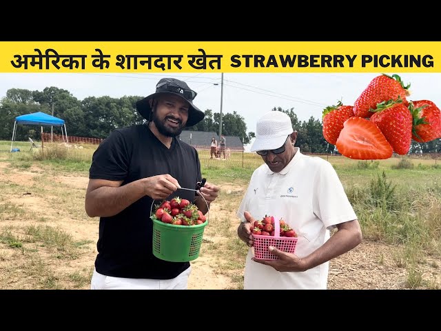 Sweet Strawberry Picking Adventures | अमेरिका के खेतों की सुंदरता