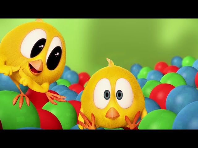 Chicky y su enamorado 🐥 ¿Dónde está Chicky? | Dibujos Animados para Niños