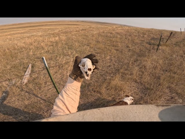 Checking fence on the prairie- SD Ranch hand