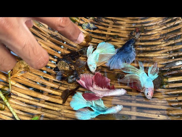 Betta Fish Bonanza! Catching Tons of Fish in Betta Place so Amazing Betta Fish