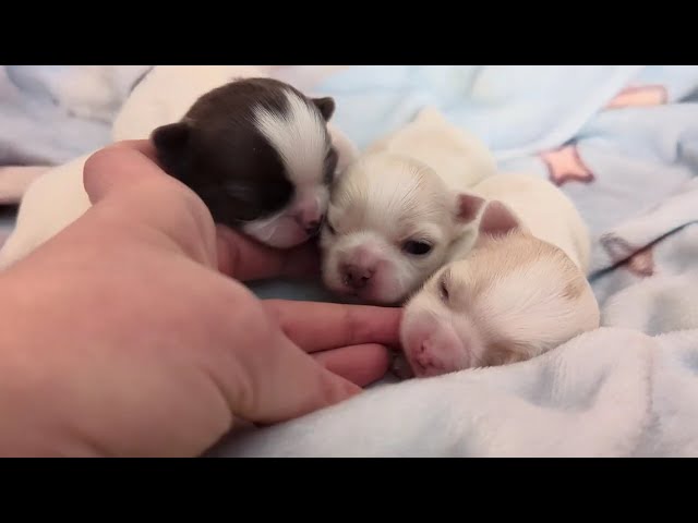 Tiny Baby Chihuahuas can see now