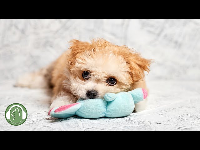 Soothing Music for sleeping dogs🐶Anxiety and stress relief music🎵Dog favorite music.