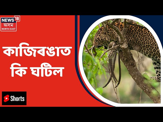 Kaziranga News | Kaziranga ত শিহঁৰণকাৰী দৃশ্য