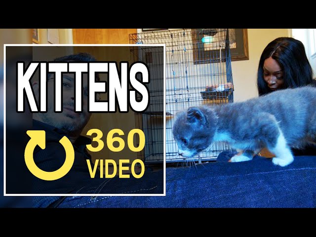 Kittens and mama cat playing - 360 video