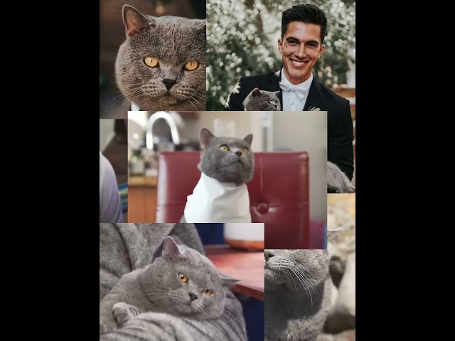 (this was rushed)#edit #aaronsanimals #cats