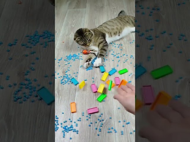 Funny Cats ❤ Beads 🟣 Reverse video ASMR