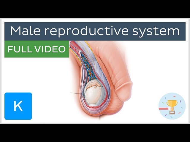 FULL VIDEO: Male reproductive system - Human Anatomy | Kenhub