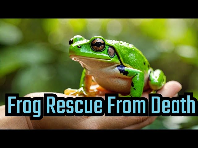 Frog's Near-Death Rescue