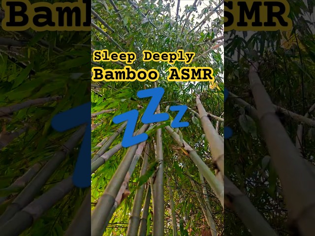 Relaxing Bamboo Forest Ambience 🌿 Calming Nature Sounds for Stress Relief & Meditation 4K