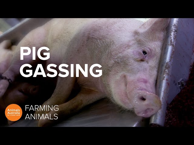 Why pigs killed for meat are sent to gas chambers